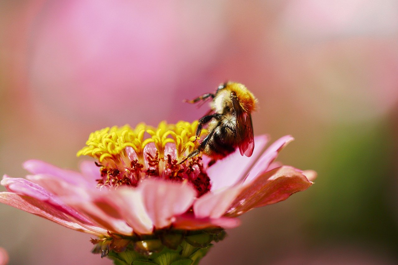 nature, garden, flower-7474547.jpg